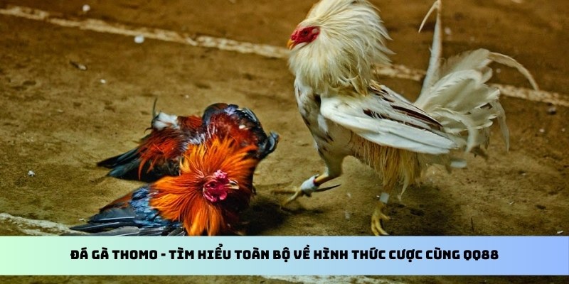 Đá Gà Thomo - Tìm Hiểu Toàn Bộ Về Hình Thức Cược Cùng QQ88 1 đá gà thomo qq88