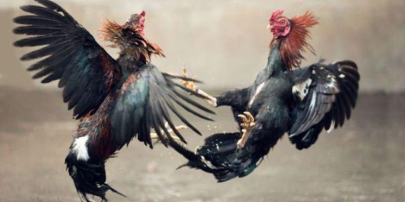 Cách Nuôi Gà Đá Chân Mạnh - Bí Quyết Huấn Luyện Thần Kê 1 cách nuôi gà đá chân mạnh
